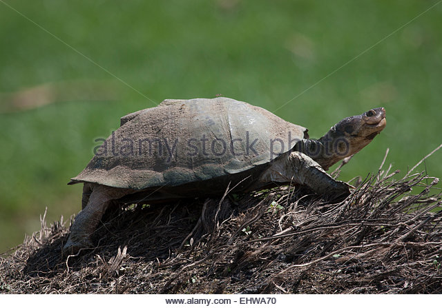 African Helmeted Turtle clipart #13, Download drawings