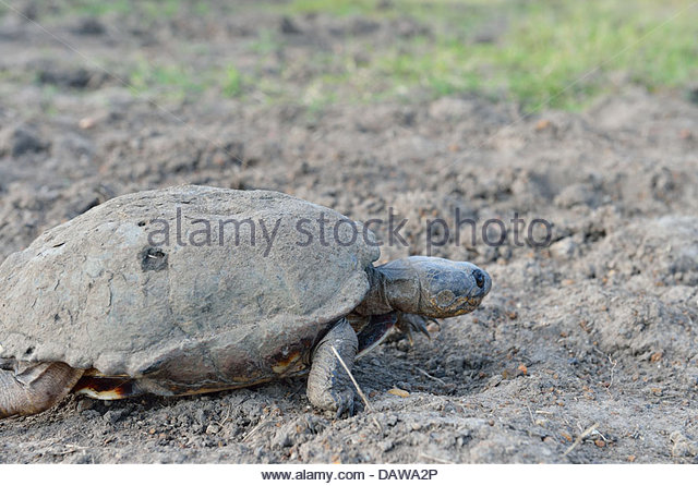 African Helmeted Turtle clipart #12, Download drawings