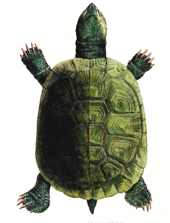African Helmeted Turtle coloring #3, Download drawings