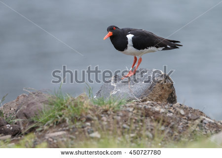 African Oyster Catcher coloring #8, Download drawings