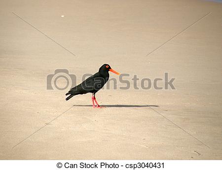 African Oyster Catcher clipart #10, Download drawings