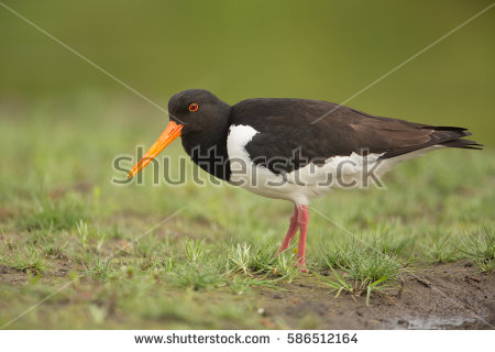African Oyster Catcher coloring #7, Download drawings