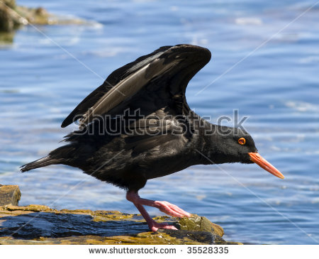 African Oyster Catcher clipart #12, Download drawings