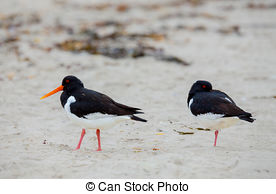 African Oyster Catcher clipart #6, Download drawings