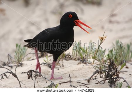 African Oyster Catcher coloring #3, Download drawings