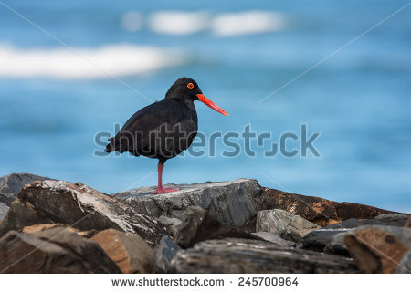 African Oyster Catcher clipart #14, Download drawings
