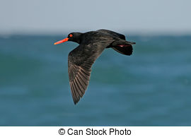 African Oyster Catcher clipart #15, Download drawings