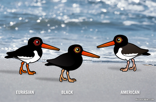 African Oyster Catcher coloring #5, Download drawings