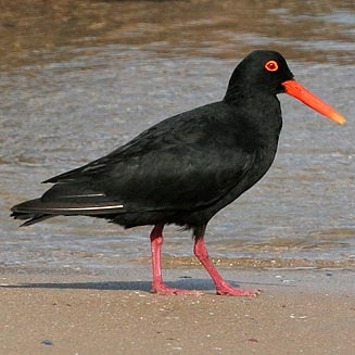 African Oyster Catcher coloring #10, Download drawings