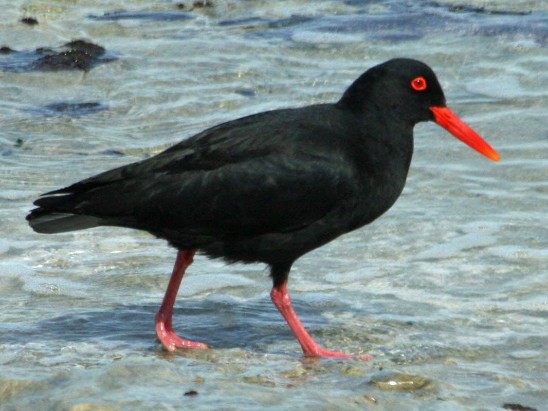 African Oyster Catcher coloring #16, Download drawings
