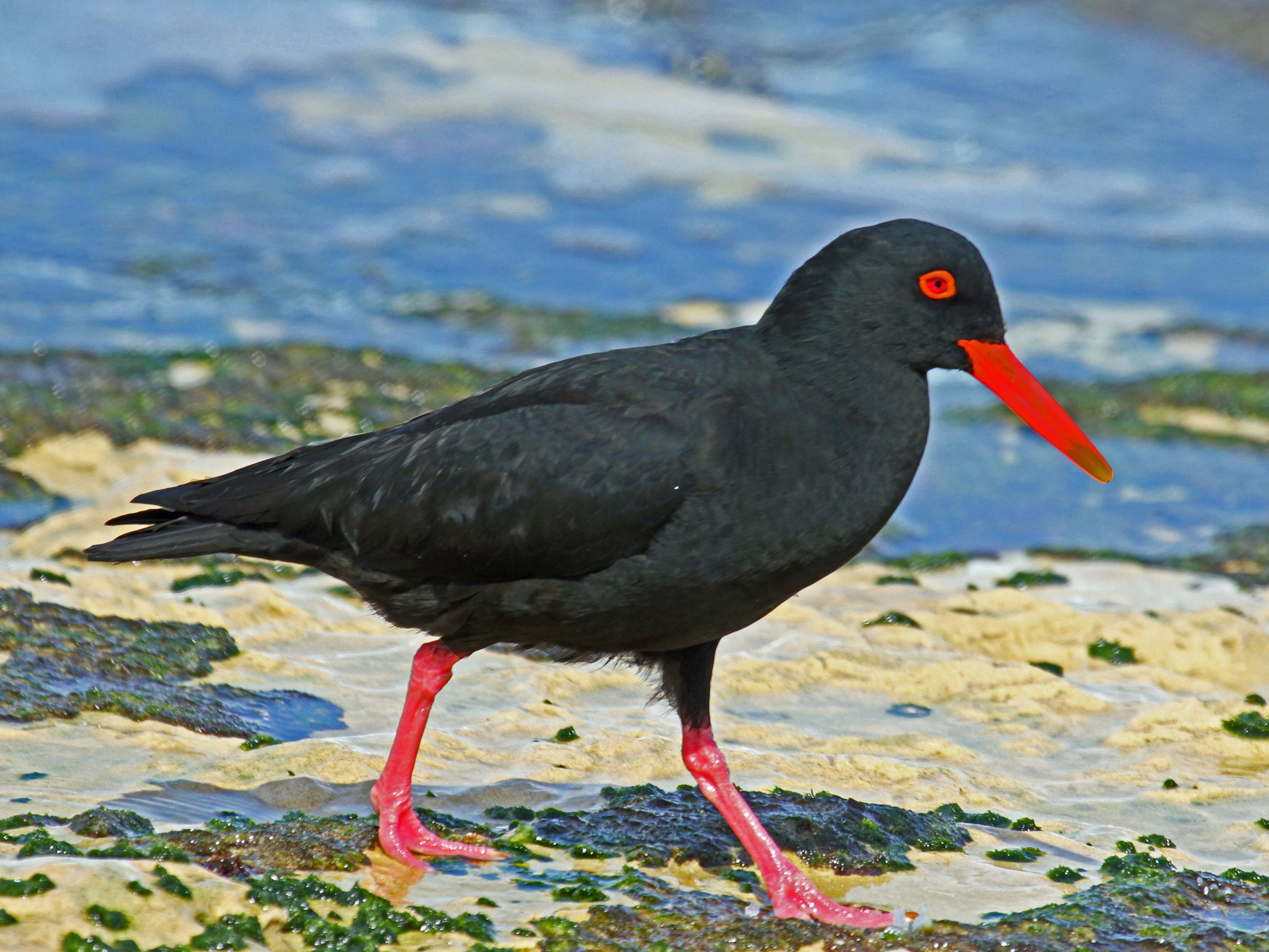 African Oyster Catcher svg #15, Download drawings