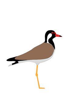 African Oyster Catcher svg #4, Download drawings