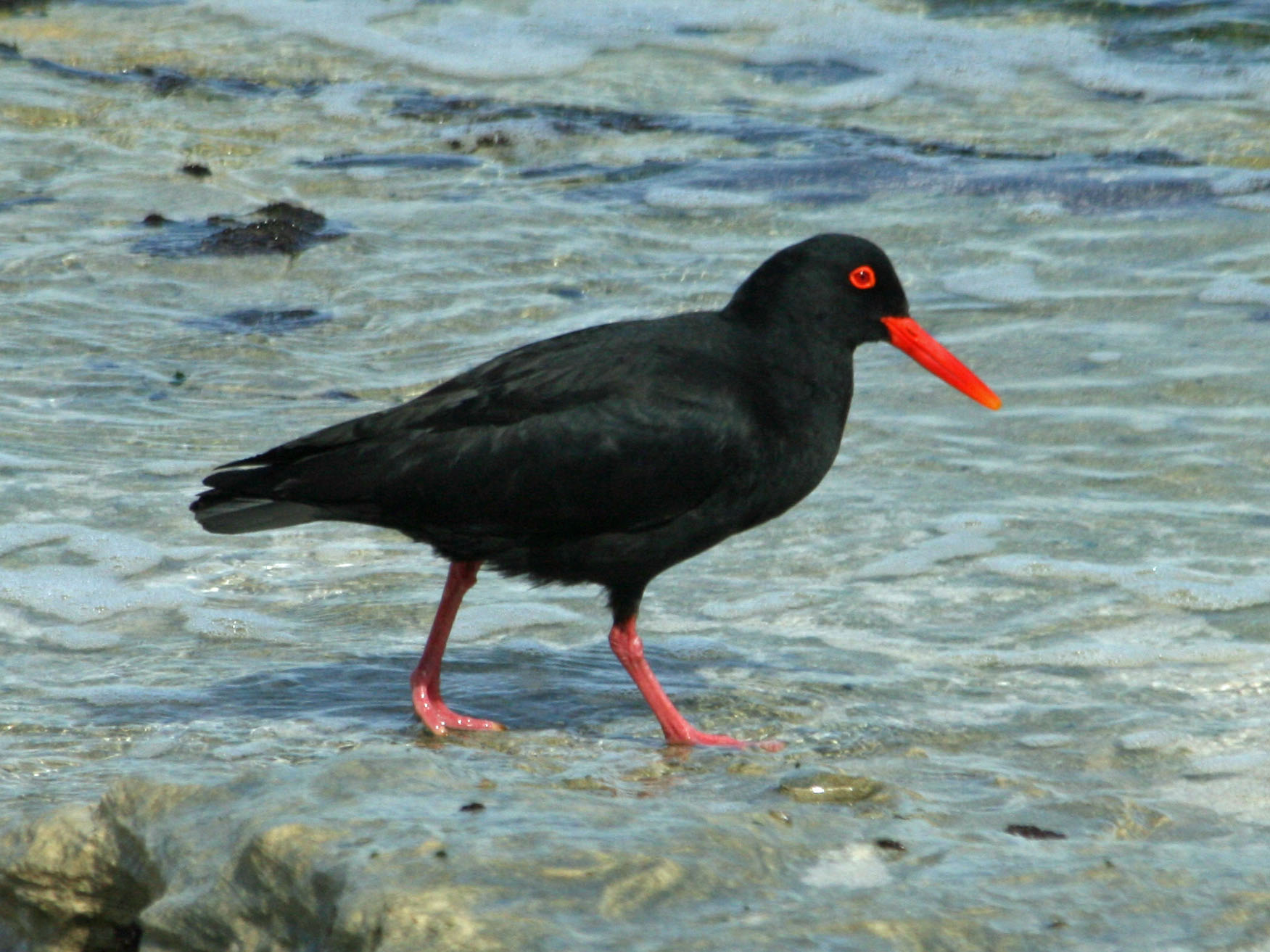 African Oyster Catcher svg #19, Download drawings