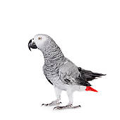 African Parrot clipart #5, Download drawings