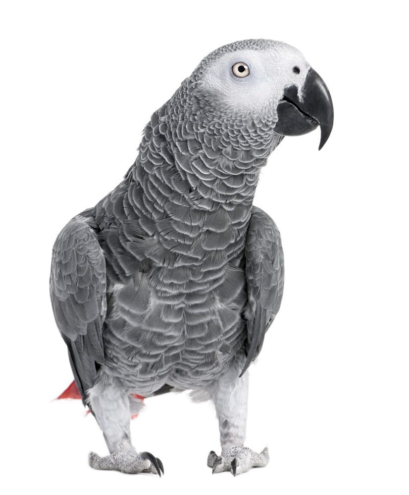 African Parrot clipart #19, Download drawings