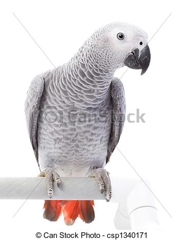 African Parrot clipart #9, Download drawings