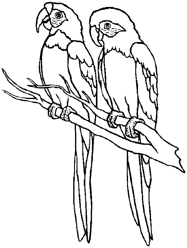 African Parrot coloring #8, Download drawings