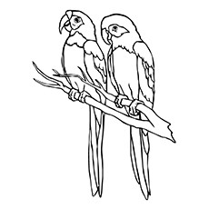 Amazon Parrot coloring #20, Download drawings