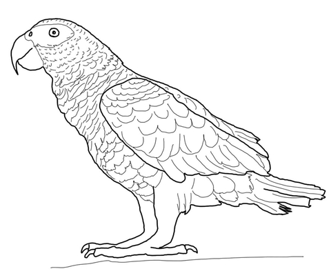 African Parrot coloring #16, Download drawings