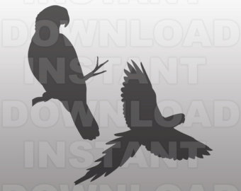 African Parrot svg #13, Download drawings