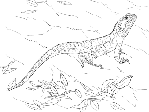 Water Dragon coloring #18, Download drawings
