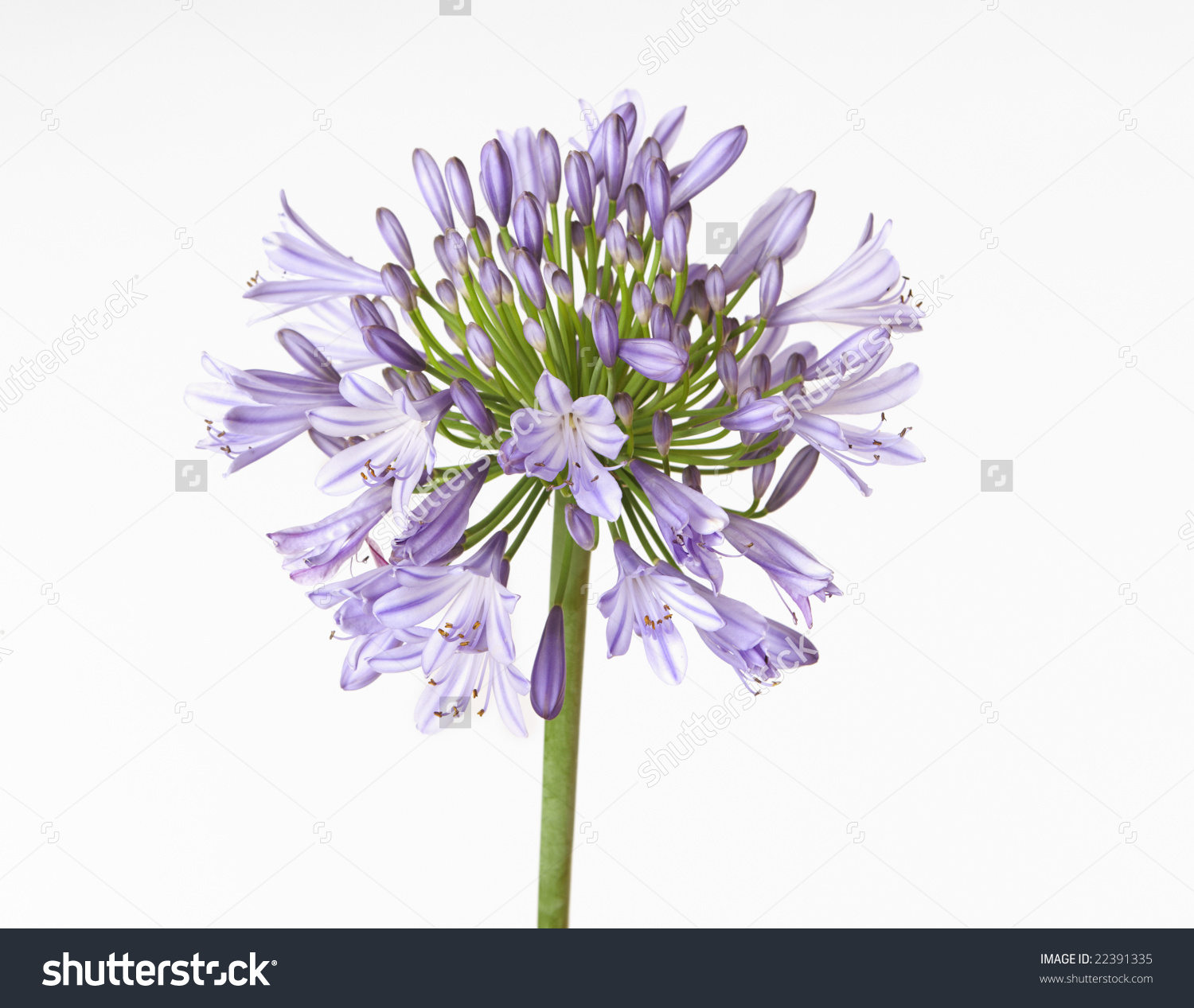 Agapanthus clipart #4, Download drawings