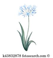 Agapanthus clipart #11, Download drawings