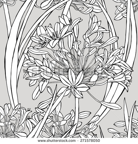 Agapanthus coloring #3, Download drawings