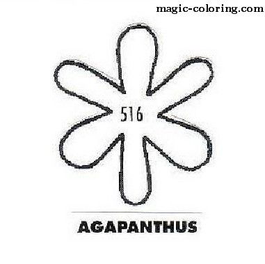Agapanthus coloring #14, Download drawings