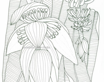 Agapanthus coloring #19, Download drawings