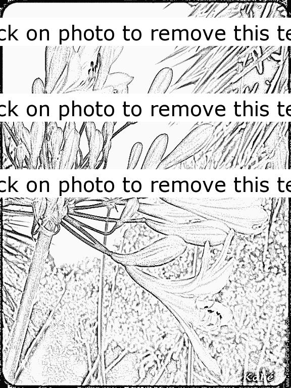 Agapanthus coloring #13, Download drawings