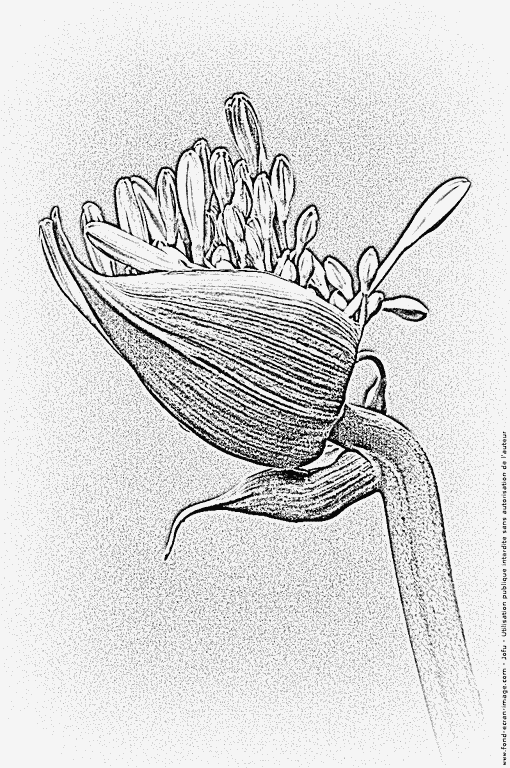 Agapanthus coloring #10, Download drawings