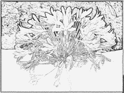 Agapanthus coloring #4, Download drawings