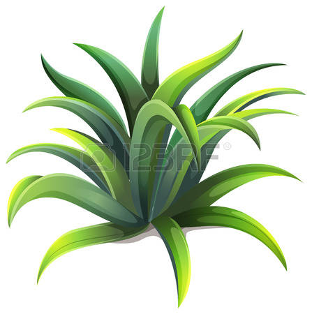 Agave clipart #16, Download drawings