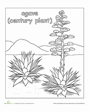 Agave coloring #19, Download drawings