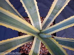 Agave coloring #9, Download drawings