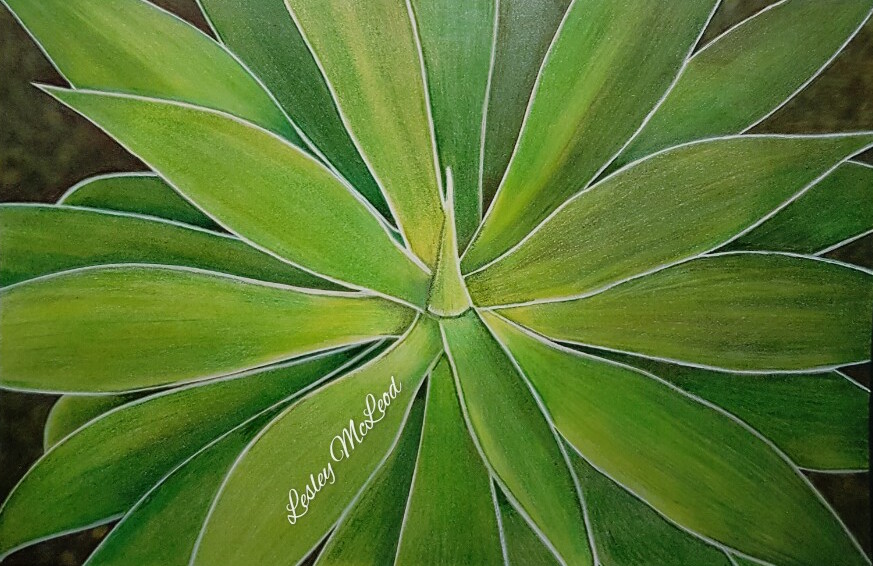 Agave coloring #10, Download drawings