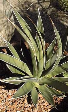 Agave coloring #13, Download drawings