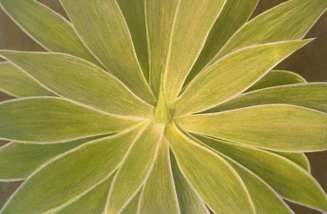 Agave coloring #6, Download drawings