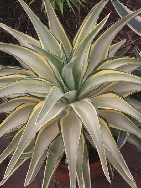 Agave coloring #18, Download drawings