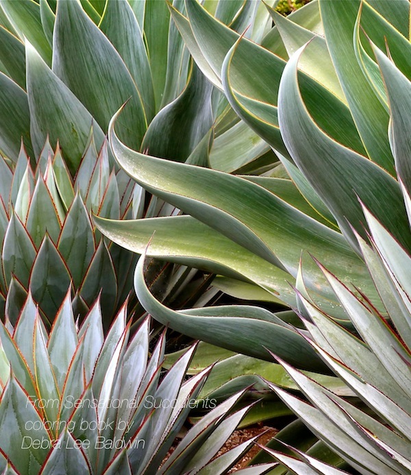 Agave coloring #12, Download drawings
