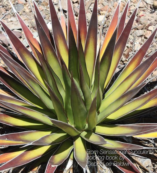 Agave coloring #16, Download drawings