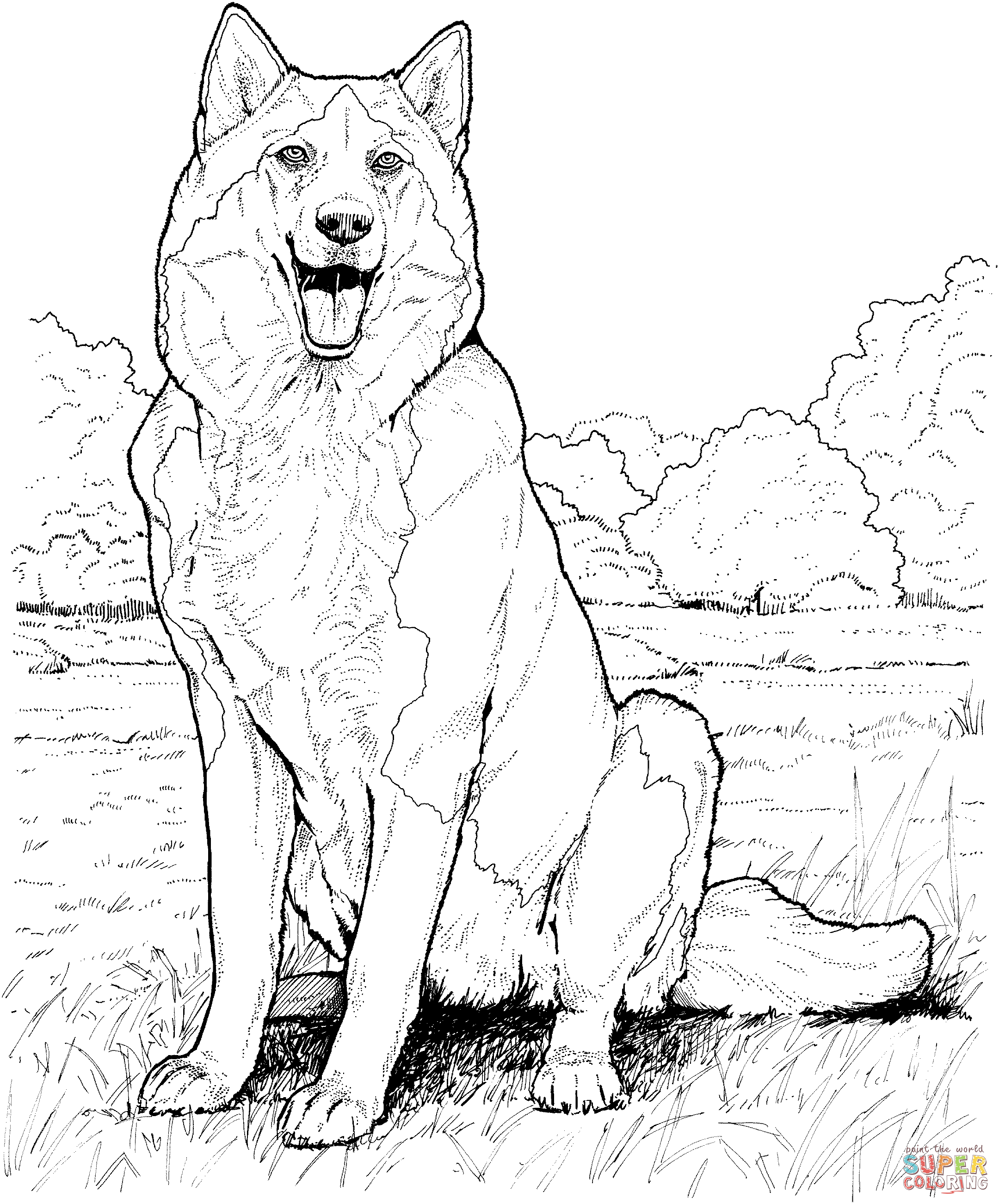Husky coloring #3, Download drawings