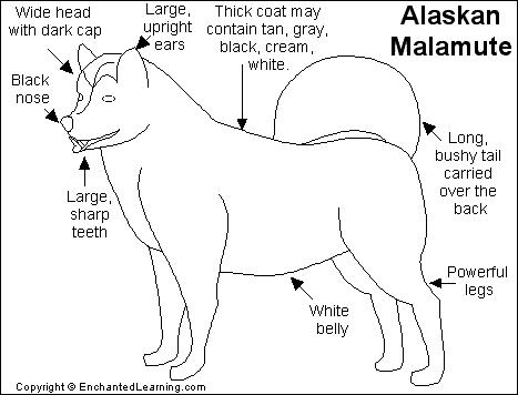 Alaskan Malamute coloring #3, Download drawings