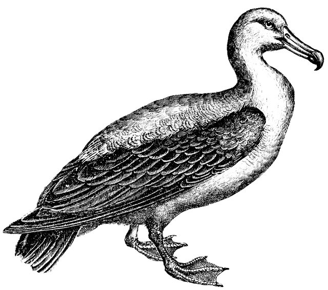Albatross clipart #2, Download drawings
