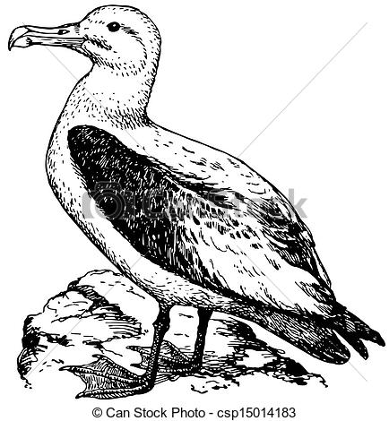 Albatross clipart #7, Download drawings