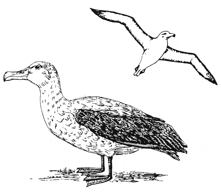 Albatross coloring #10, Download drawings