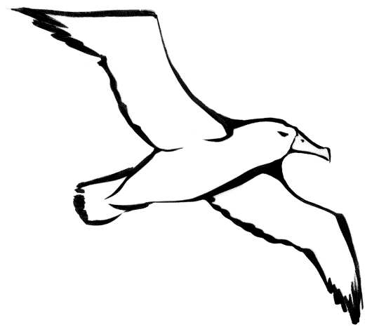 Albatross coloring #20, Download drawings