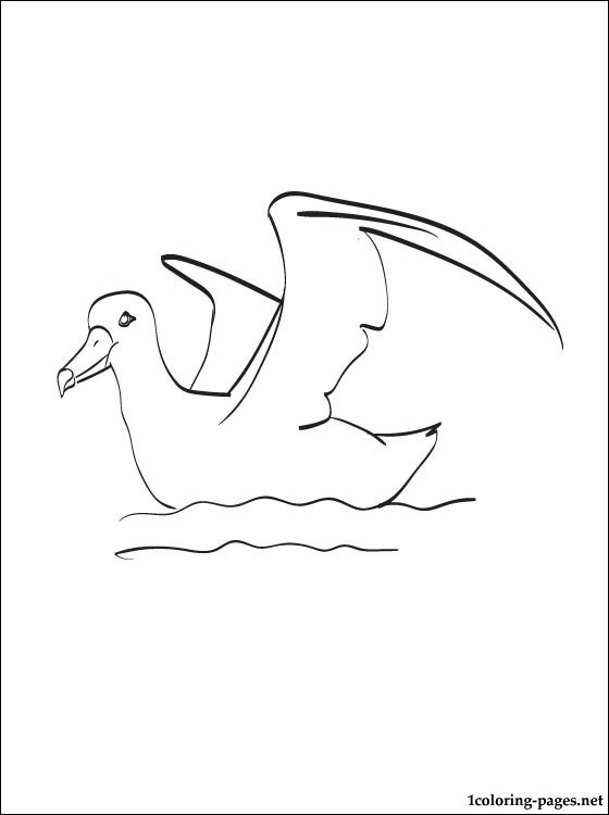Albatross coloring #8, Download drawings