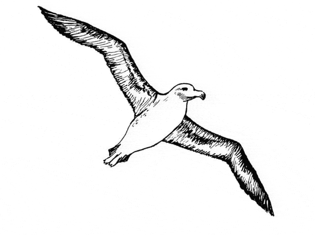 Albatross coloring #17, Download drawings